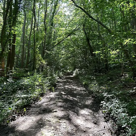 Clairiere De 3000m2 En Pleine Foret 뤼자르슈